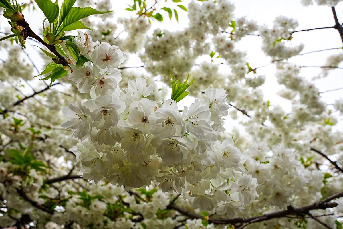 SkykidLan's tweet image. “草木蔓发，春山可望。”～王维

白樱开得正好，像云落在枝头。里面还有个小红心，像心里美萝卜。真美！
#Vancouver  🇨🇦