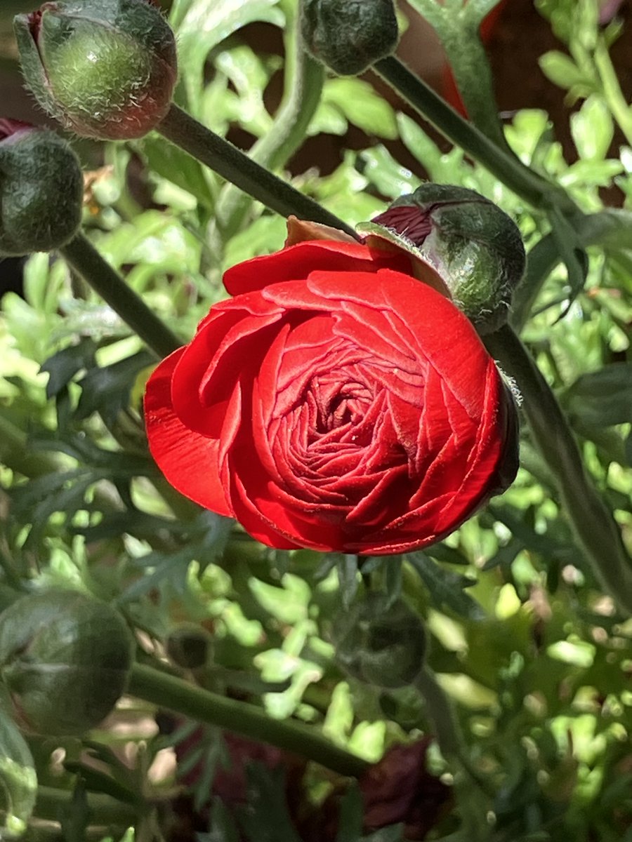 Noemia(da Narcissist) tweet media