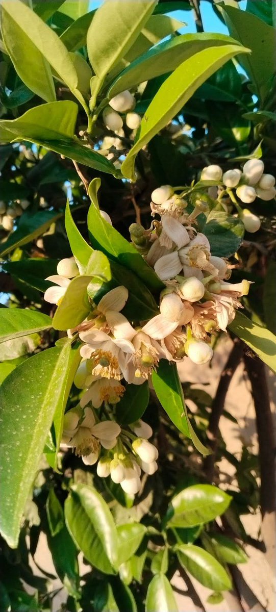 رحمت الله نړیوال tweet media