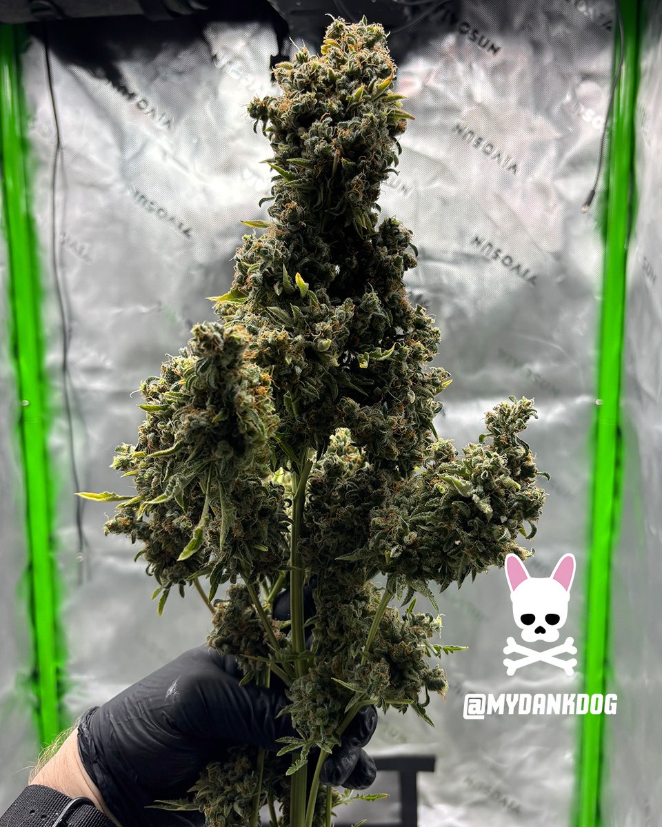 MyDankDog's tweet image. Chop, chop!!! Week Thirteen 12/12. Heavy gas, chem, pine, lime/citrus. Very stingy in the nose!

Terpyz Fern-Type Mentha de Croco feminized photoperiod.

Grown inside a Vivosun 3x3 Grow Tent Pro Kit, under 150w Vivosun LumaLights.
#Vivosun #growyourown #Homegrown #homegrower