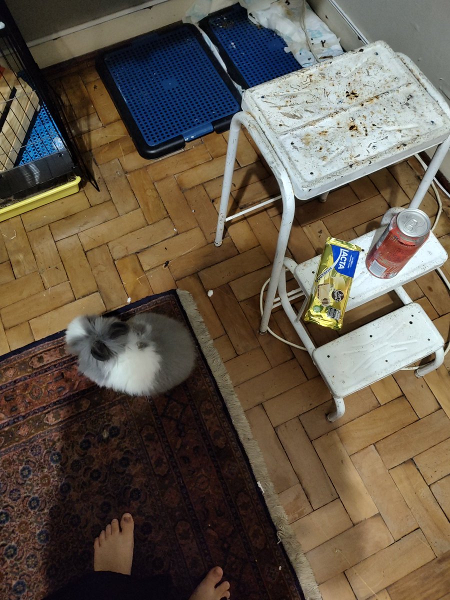 koi / shin. backup tweet media