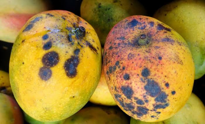 Biocharinagri's tweet image. Let's understand the Mango diseases do you know this kind of disease 😲👇