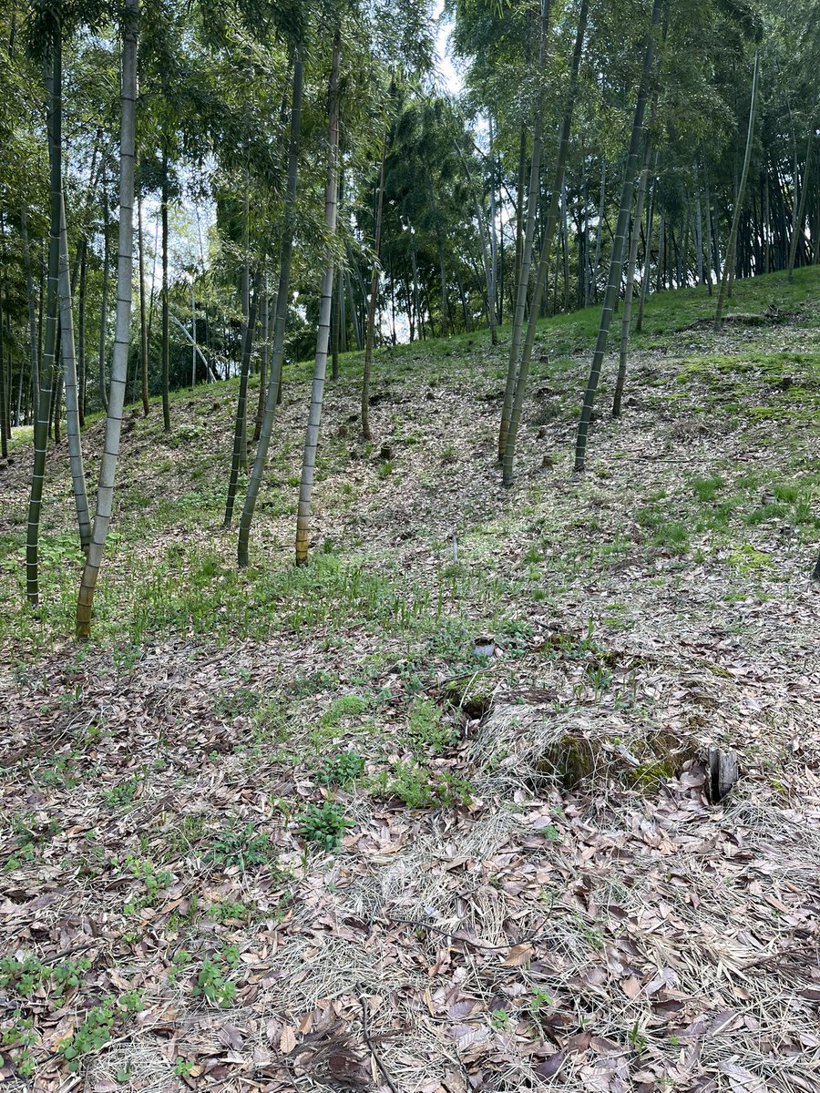 ダブル double tweet media