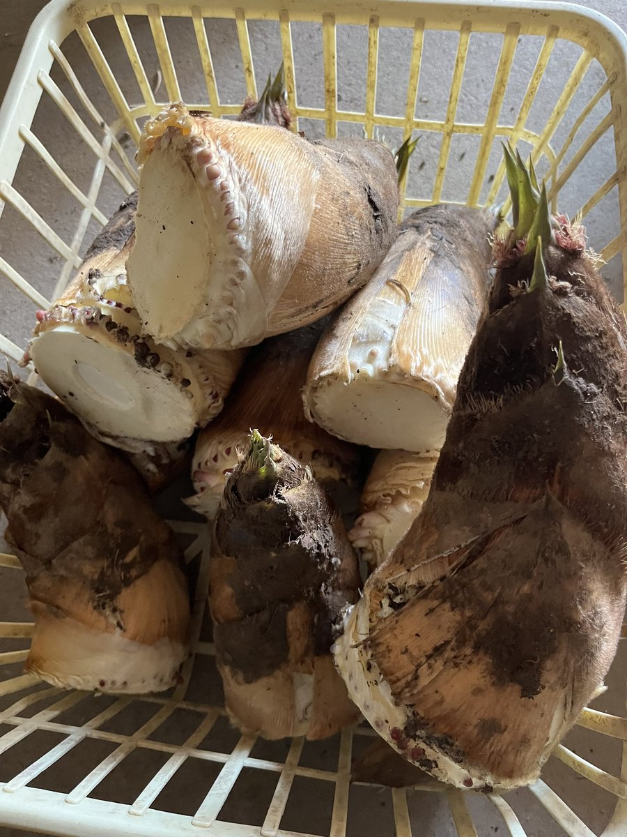 ダブル double tweet media