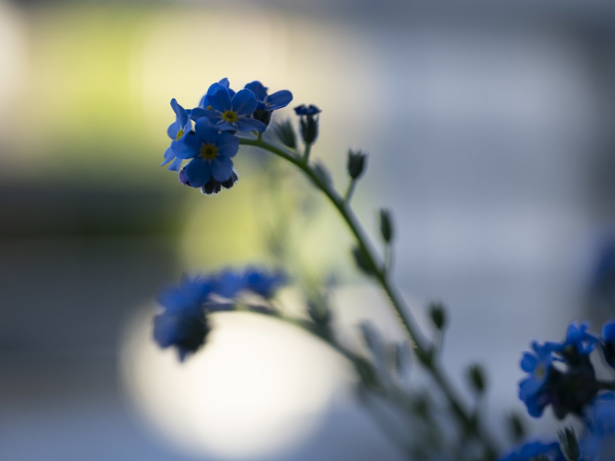 hideonakane's tweet photo. 4月
の朝。

20260408
#NoWar
#forgetmenot
#ちいさなくに 
#intenyears https://t.co/YXLpJ6GABm