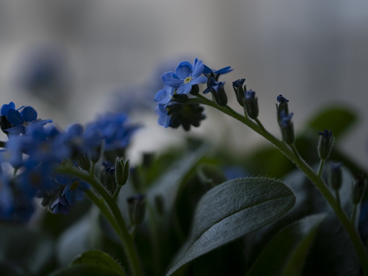 4月
の朝。

20260408
#NoWar
#forgetmenot
#ちいさなくに 
#intenyears