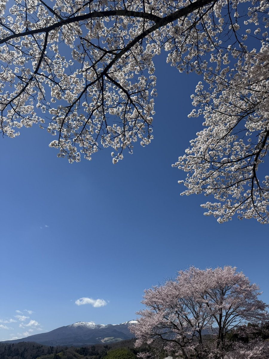 angrumore's tweet photo. 逃避にきた。それでも仕事の連絡が鳴り止まない。ありがたい。でも季節も待っててくれない。久しぶりに大好きな人と桜を見ながら歩けて嬉しかった。ずっとこの時間がほしかった。仕事頑張る。 https://t.co/EWGXM5Abb1