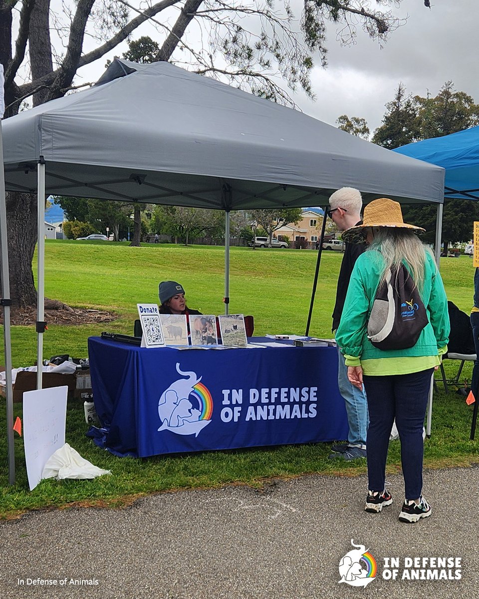 IDAUSA's tweet image. Community activism is rising on California’s #CentralCoast. From outreach events to rescues, people are coming together to protect #animals &amp;amp; build a stronger movement. Be part of it.
Read more: bit.ly/3NTmo0a
Pls RT &amp;amp; support bit.ly/47OECGV
#AnimalRights #Vegan