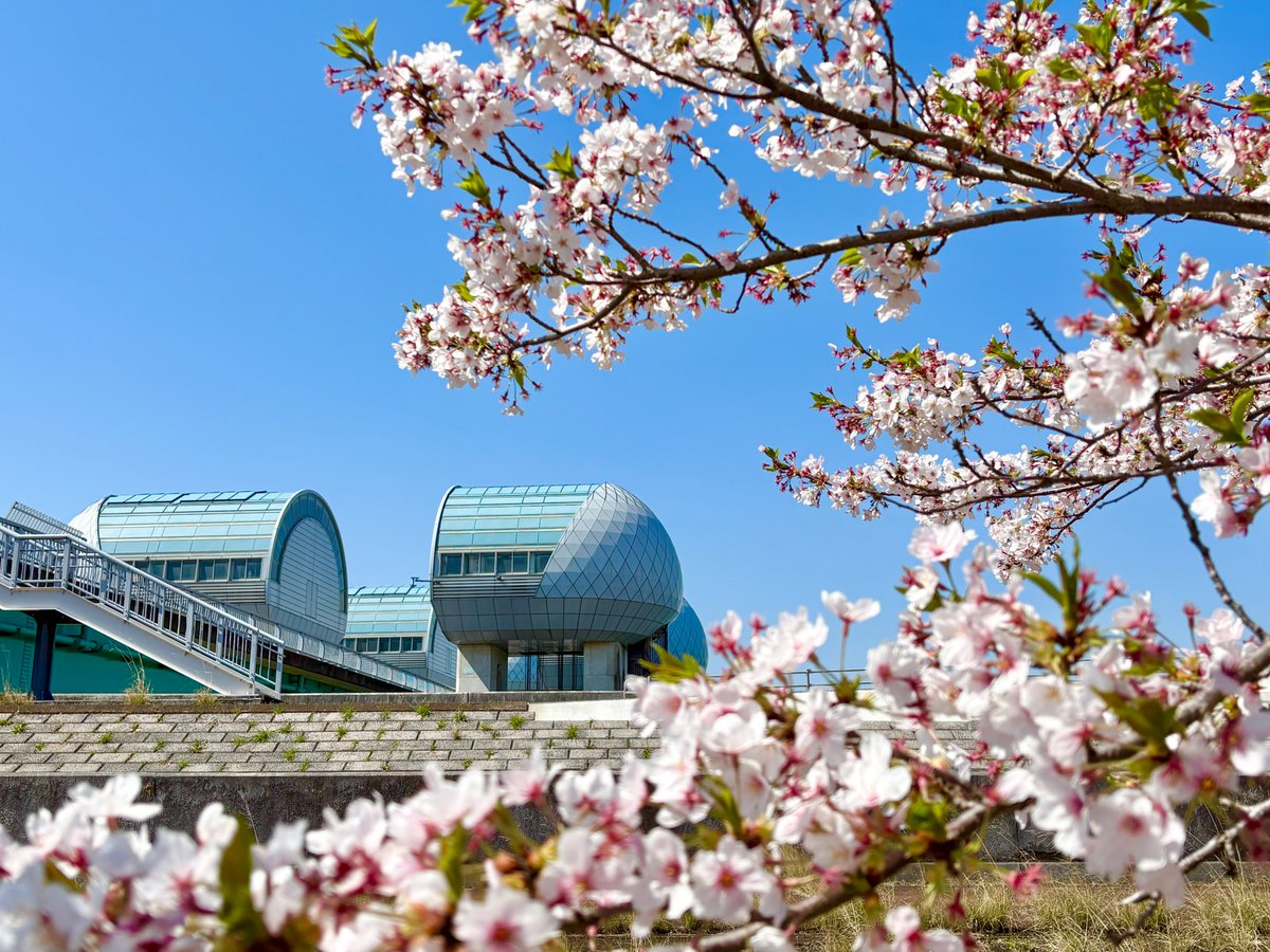 jwa_nagara's tweet photo. 本日、4月8日（水）現在、長良川河口堰では桜が見頃となっております！
是非足を運んでいただき、桜と長良川河口堰を一緒に写真に収めたりするなど、春の長良川河口堰を感じてみてください！ https://t.co/2EdEvOESsy