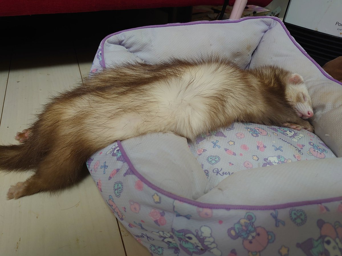 Ferret Every Hour tweet media