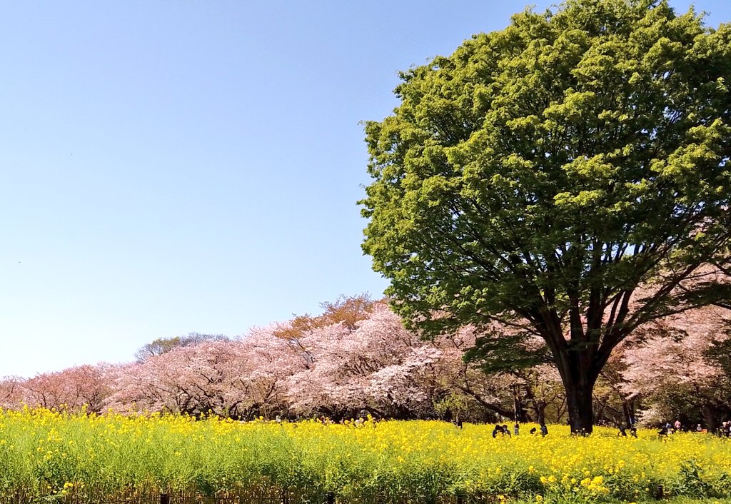 ＼(^q^)まにゃ＠お昼寝雑貨店(^q^)／ tweet media