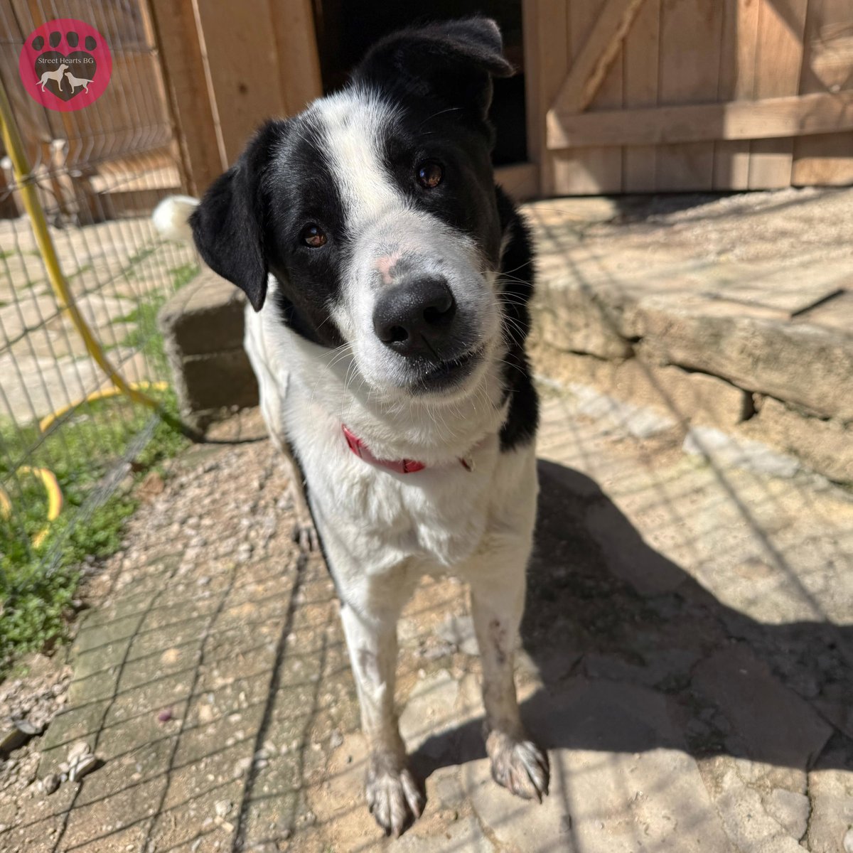 StreetHeartsBG's tweet image. Our new girl finally has a name! Meet Mira! Named by our Patreon supporter, Kim, to honour her rescuer, Stanimira.

Mira is pure magic: gentle, loving, kind, and cuddly!

To the person who dumped her: your loss is her (and someone's future family's) gain.

#RescueDog #DogLove