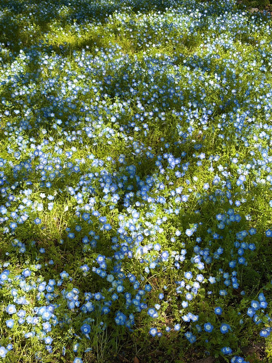 溺れる水草。 tweet media