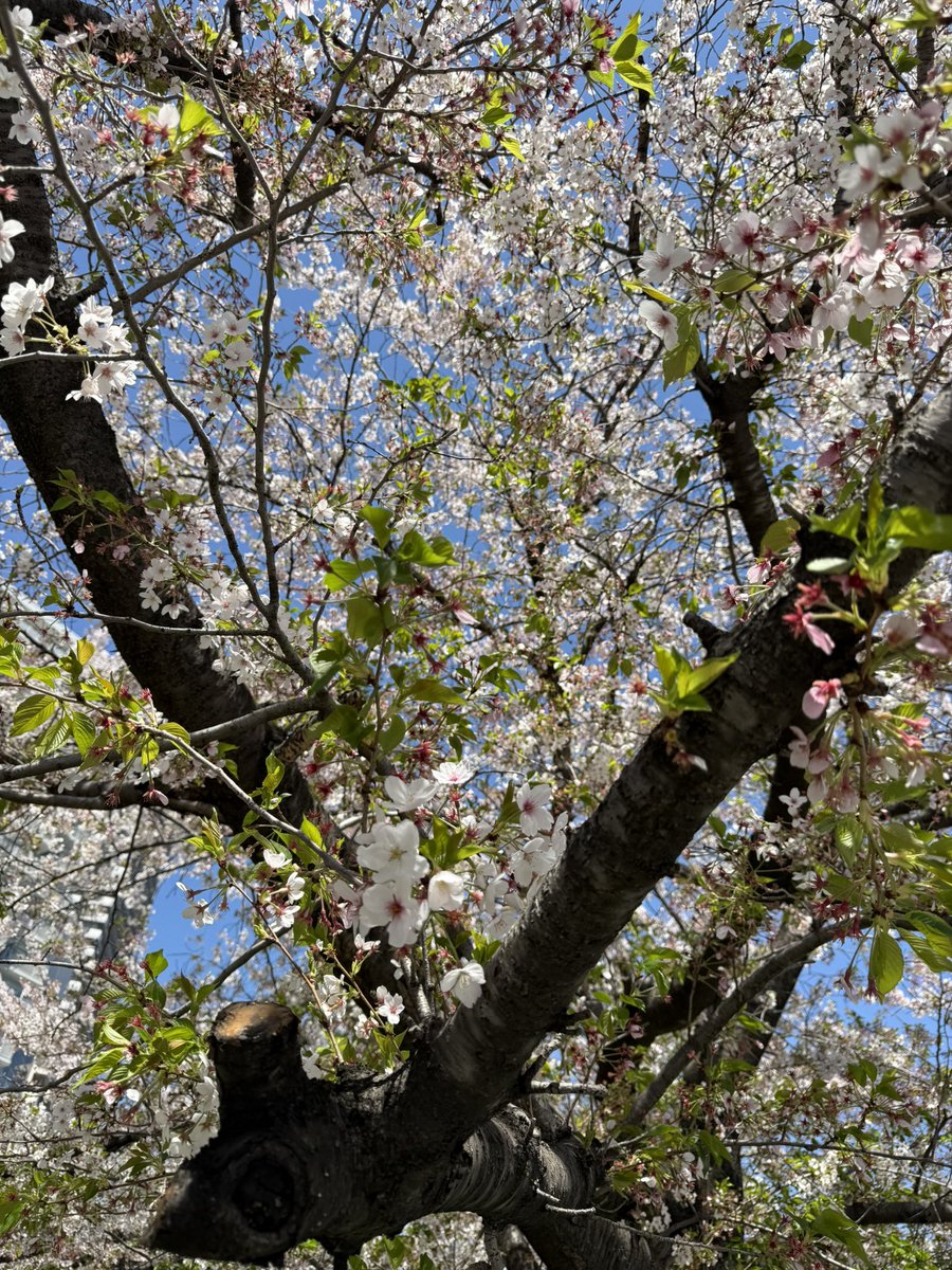 Haruka Nakagawa 仲川遥香 tweet media