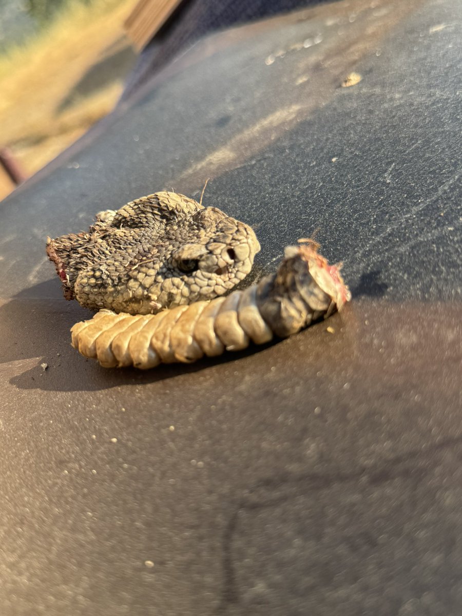 Second on the day after I killed his bitch. 5 footer.