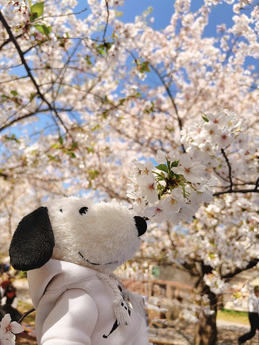 あかえ tweet media