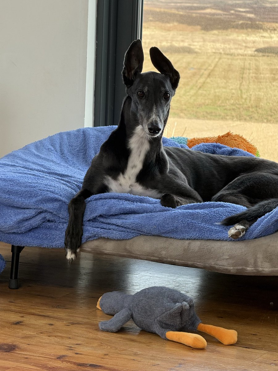 Paddy the Greyhound tweet media