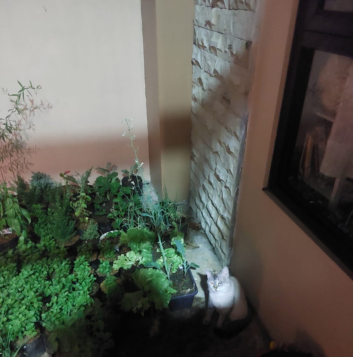 Joyful Garden 🌿🫑 tweet media