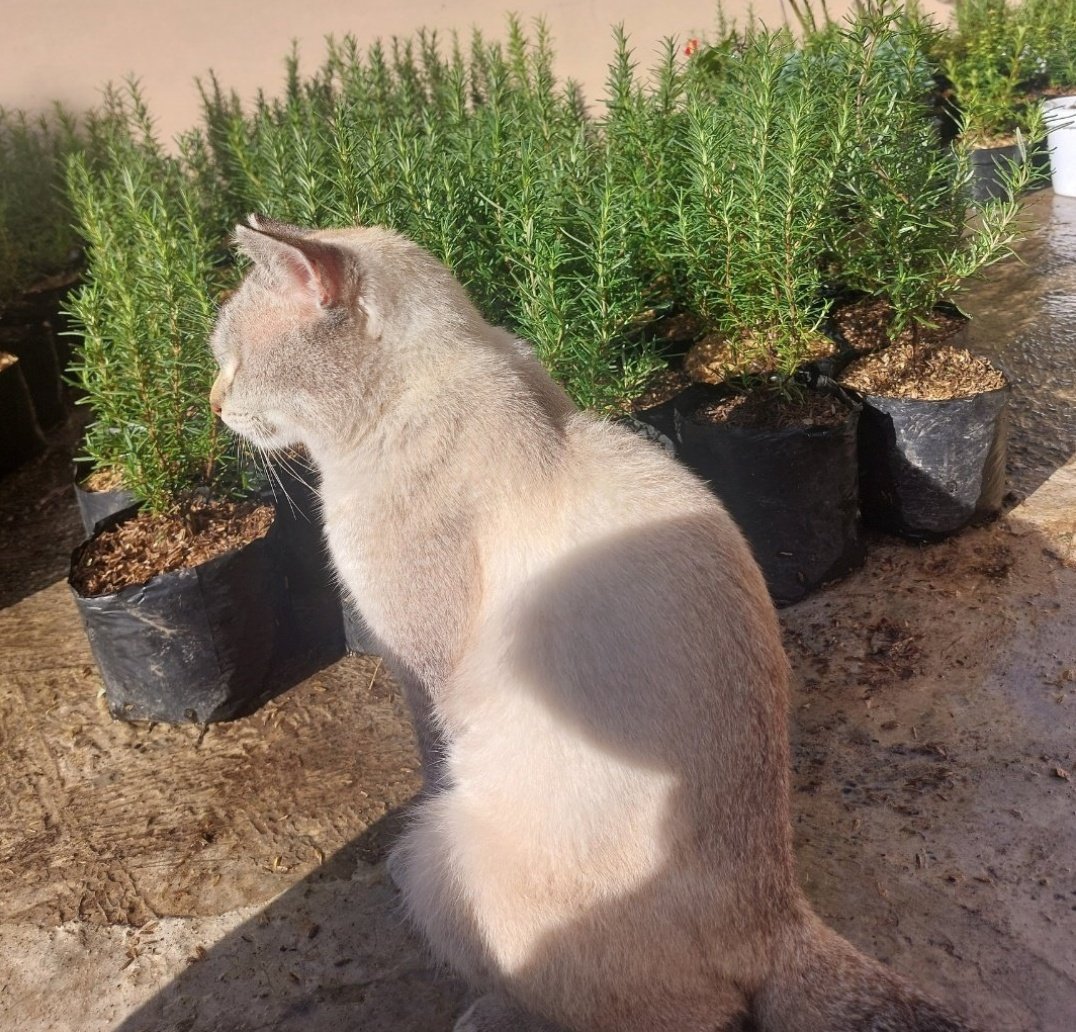 Joyful Garden 🌿🫑 tweet media