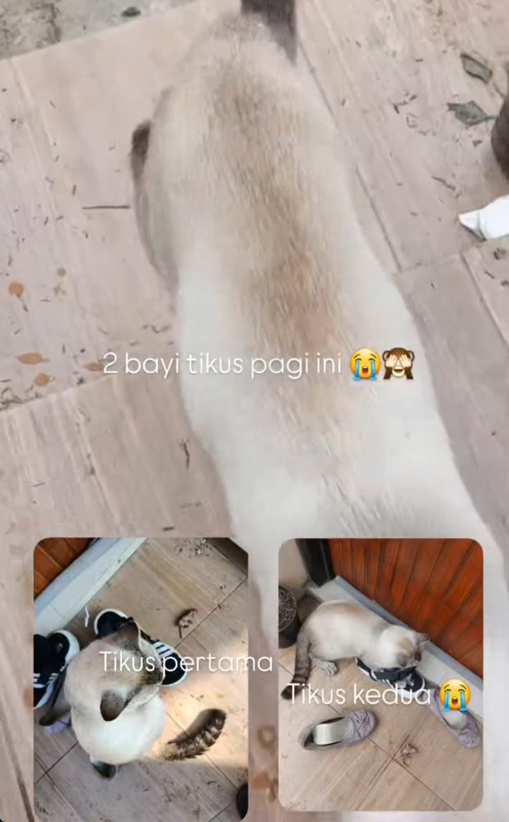 Joyful Garden 🌿🫑 tweet media