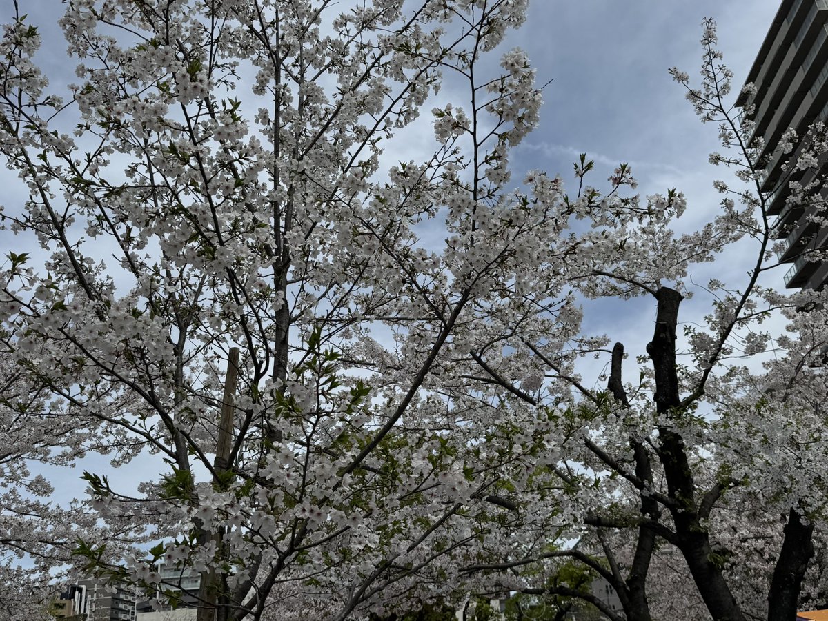 あづまゆうき / 𝐋𝐈𝐕𝐀𝐋𝐄𝐒𝐓@大阪のホームページ制作会社 tweet media