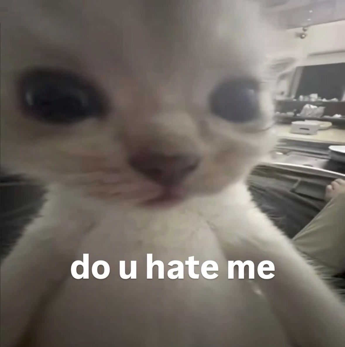 raccoon aesthetic. tweet media