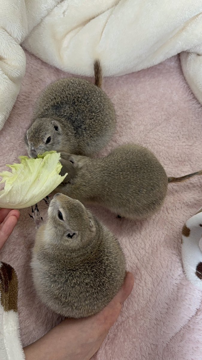 今日もぷりぷりん tweet media