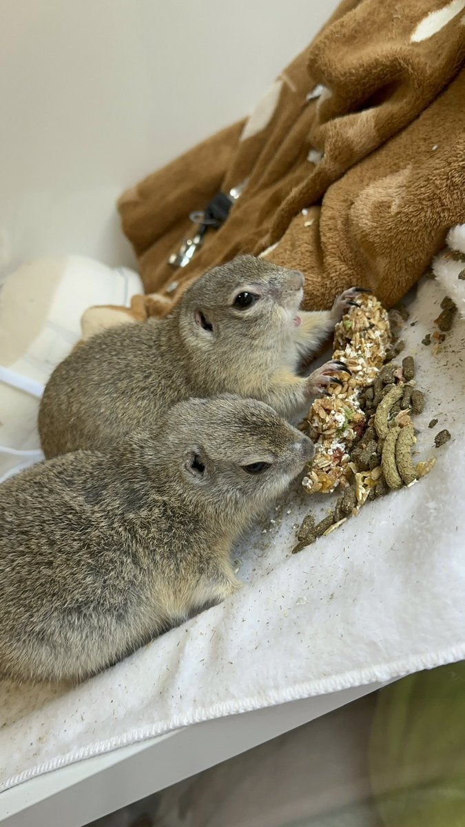 今日もぷりぷりん tweet media