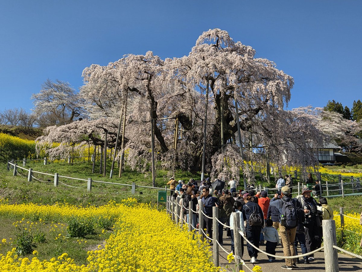 マシュー tweet media