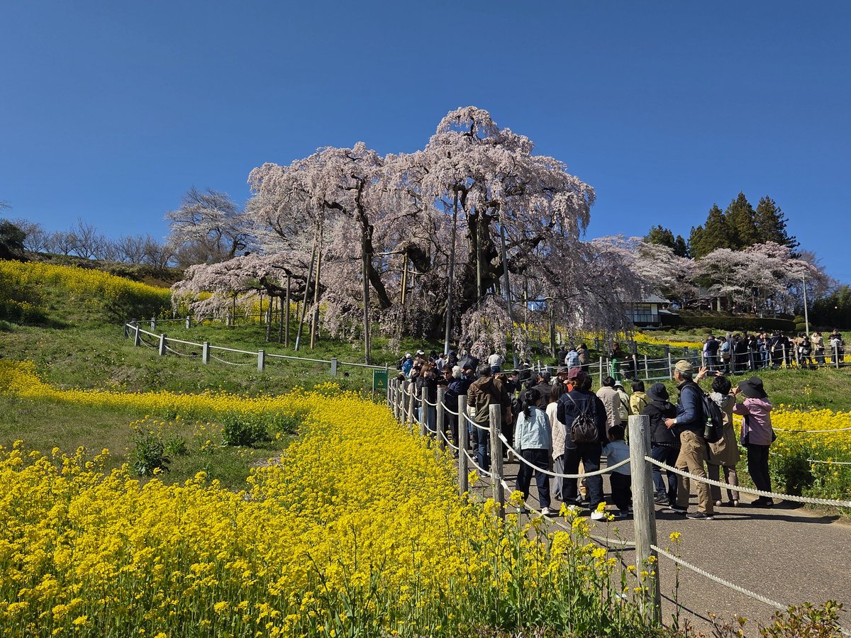 マシュー tweet media