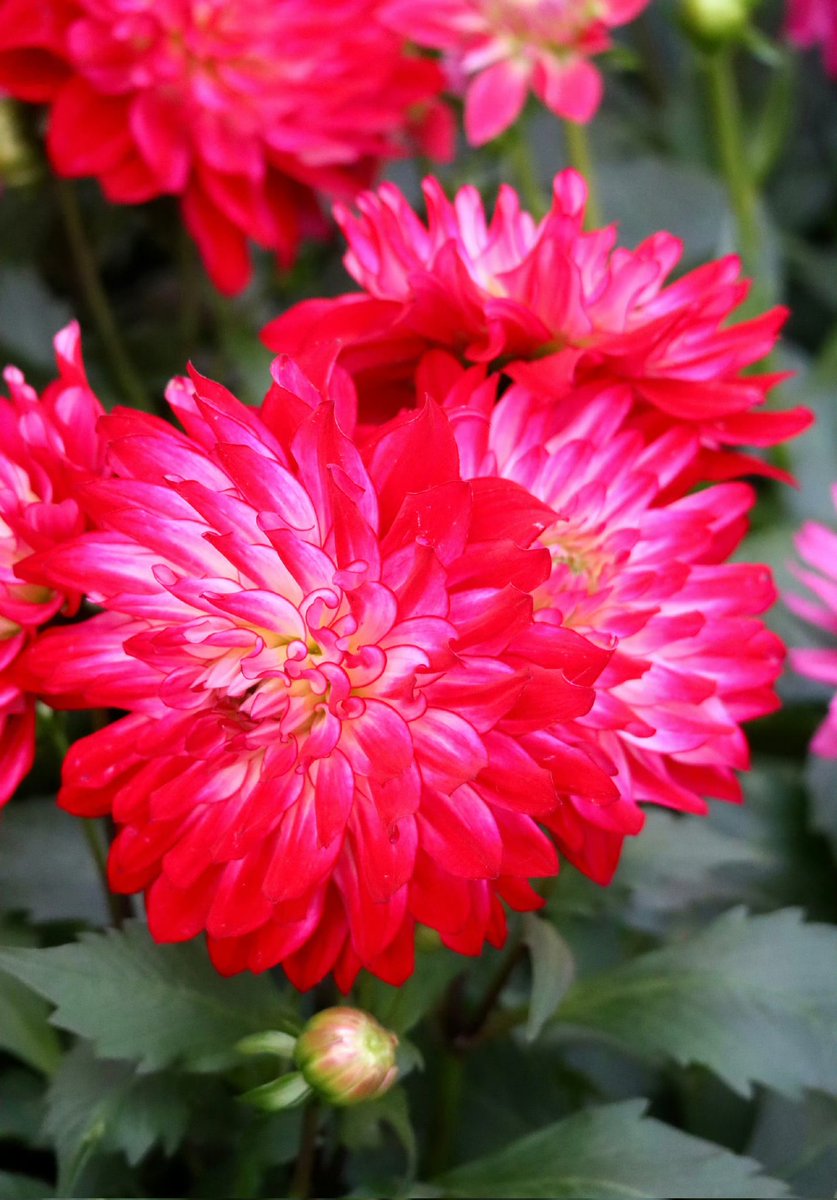 Tatiana_5oz's tweet image. Good morning ☕

Happy Wednesday! 😊🌹
#behappy #happywednesday #spring #love #flowers #nature