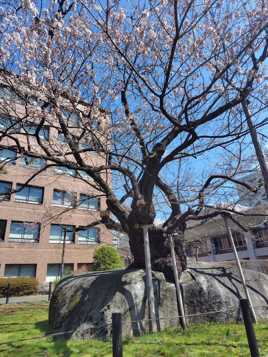 miwmiw3's tweet photo. 父が予約時間を勘違いしていて2時間の空き時間ができた
石割桜を見て公園散歩してきた https://t.co/YcNuPMoq5w