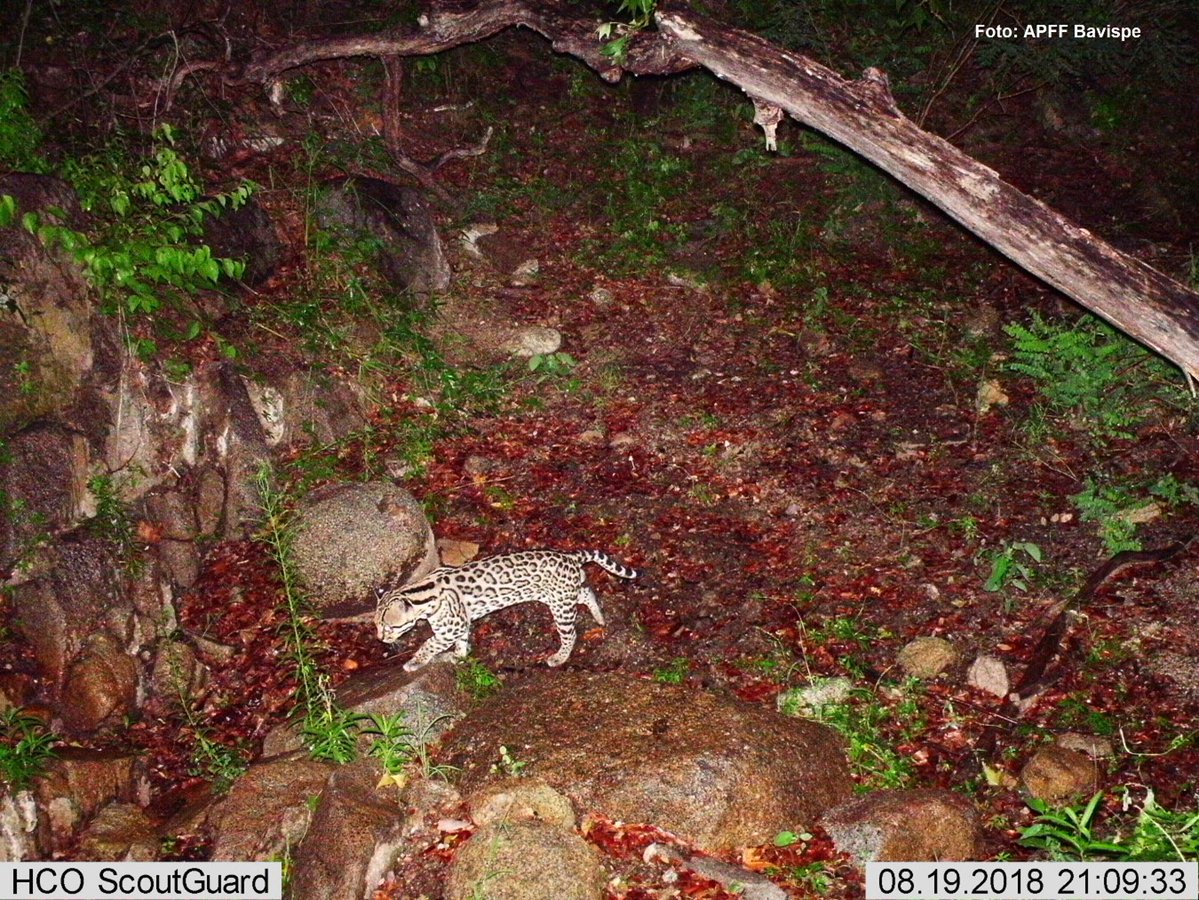 CONANP_mx's tweet image. En el noroeste de 🇲🇽 existe un lugar clave para la vida silvestre, el APFF #MesetaDeCacaxtla. 🌊🌸🏝️

Funciona como un corredor biológico esencial para la conservación de un cazador silencioso y fascinante: el #Ocelote (Leopardus pardalis). 🐯

#Blog ➡️ bit.ly/4sTBhyt 🐾