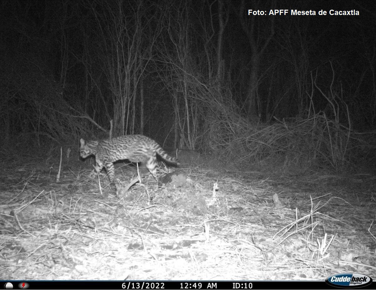 CONANP_mx's tweet image. En el noroeste de 🇲🇽 existe un lugar clave para la vida silvestre, el APFF #MesetaDeCacaxtla. 🌊🌸🏝️

Funciona como un corredor biológico esencial para la conservación de un cazador silencioso y fascinante: el #Ocelote (Leopardus pardalis). 🐯

#Blog ➡️ bit.ly/4sTBhyt 🐾