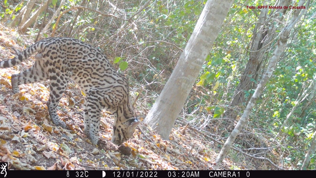 CONANP_mx's tweet image. En el noroeste de 🇲🇽 existe un lugar clave para la vida silvestre, el APFF #MesetaDeCacaxtla. 🌊🌸🏝️

Funciona como un corredor biológico esencial para la conservación de un cazador silencioso y fascinante: el #Ocelote (Leopardus pardalis). 🐯

#Blog ➡️ bit.ly/4sTBhyt 🐾