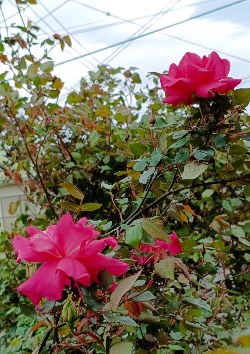hanahana00324's tweet photo. 庭の花
#tearose
#マダムアントワーヌレベ https://t.co/4Z6EXMDjTO