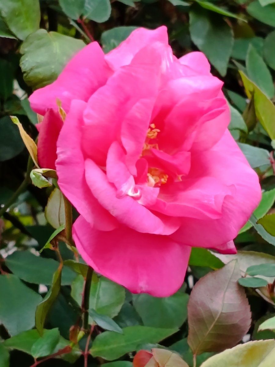 hanafurufuru's tweet photo. バラ マダムアントワーヌレベ
#oldrose
#tearose https://t.co/oOAV2DHFea