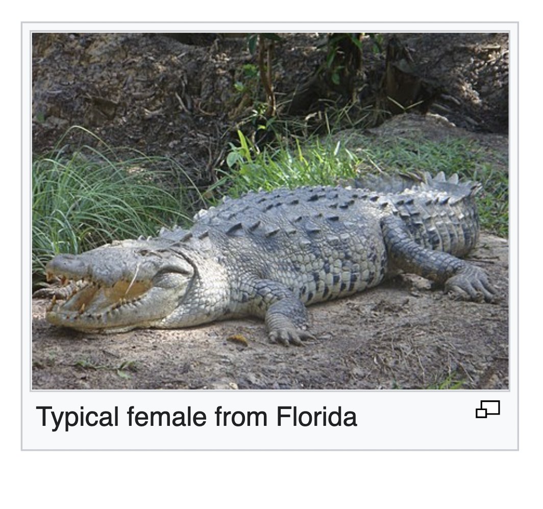AquaticFlapper's tweet photo. @SandyofCthulhu It really depends on what dragons lifestyle is and what they are related. Croc and monitors have bigger males while most rorqual whales and birds of prey have bigger females. It can go either way depending on what your dragons lifestyle are. https://t.co/ZLYEmDGEYr