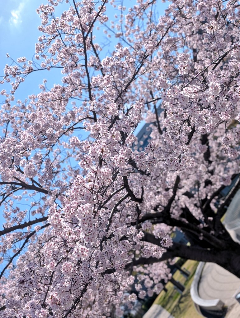 りゅーとぴあの桜綺麗だな。