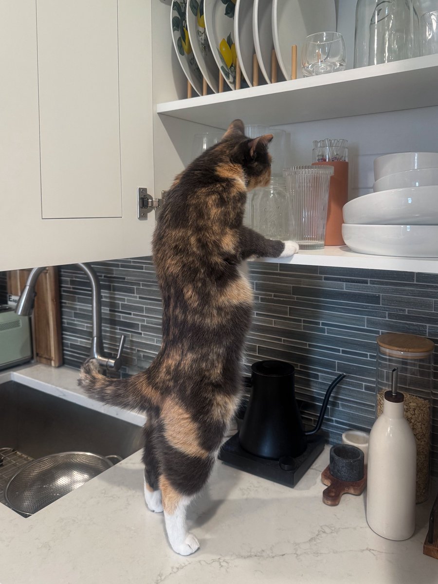 blossomthecat tweet media