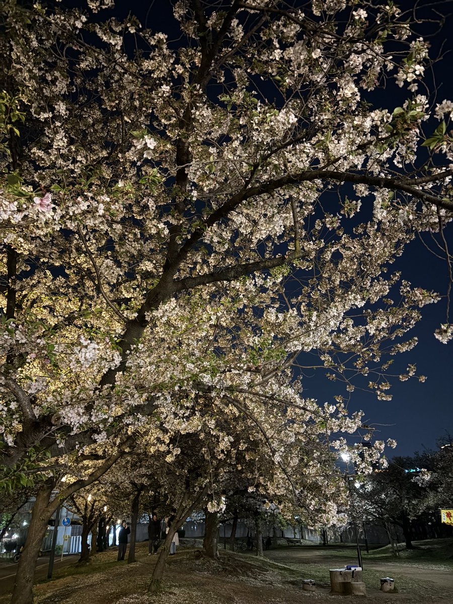 夜桜の下で飲むお酒は最高でした。