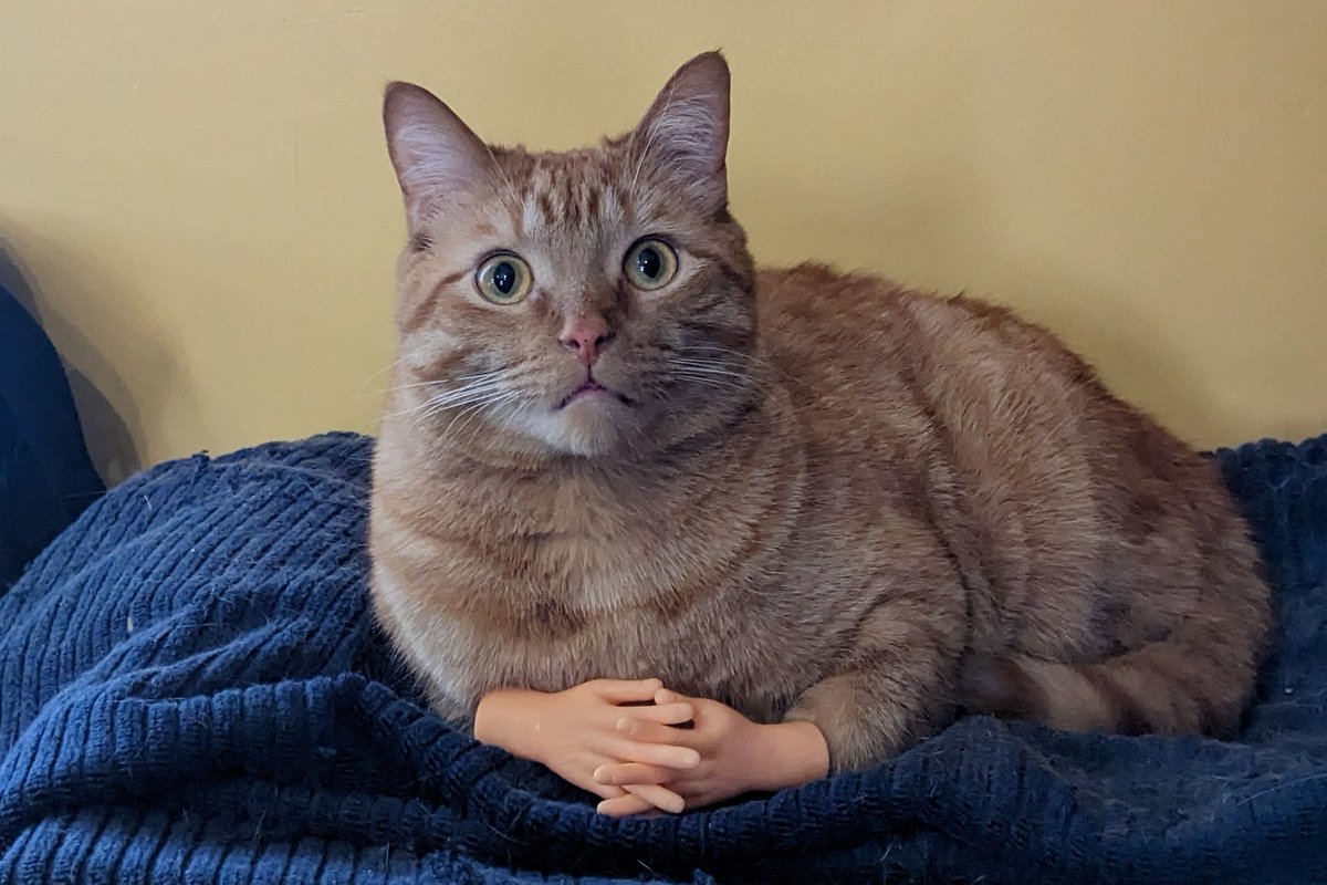 Evildeckster tweet media