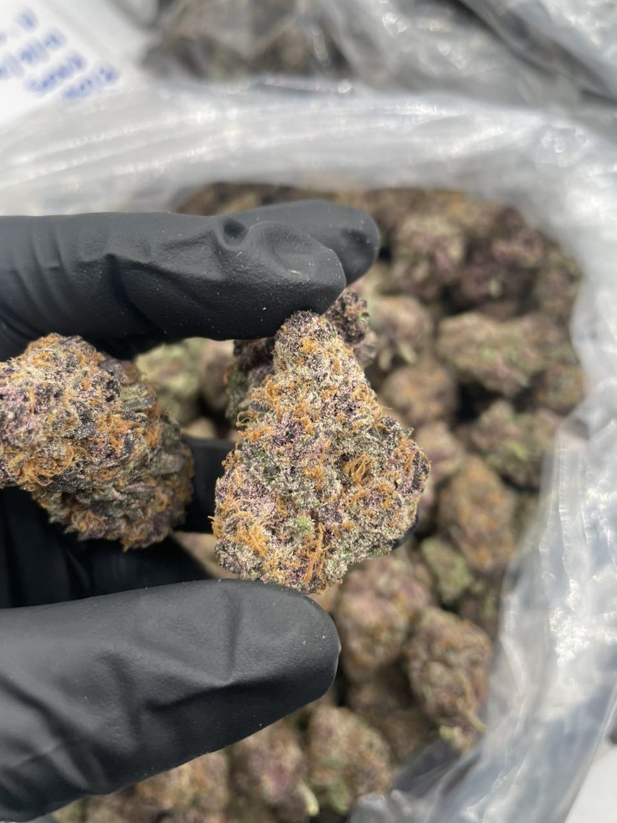lolcio56's tweet photo. Have you ever fuck with Purple Zkittlez so hard 🤯😁 https://t.co/nniiLMP74l