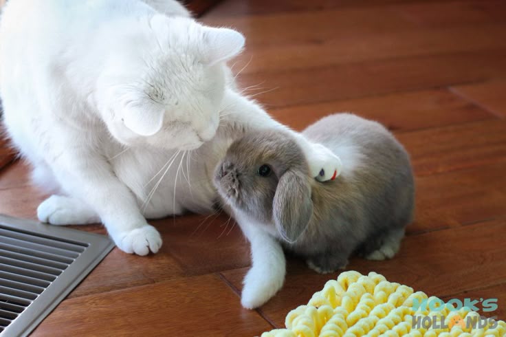 thepopularanimals tweet media