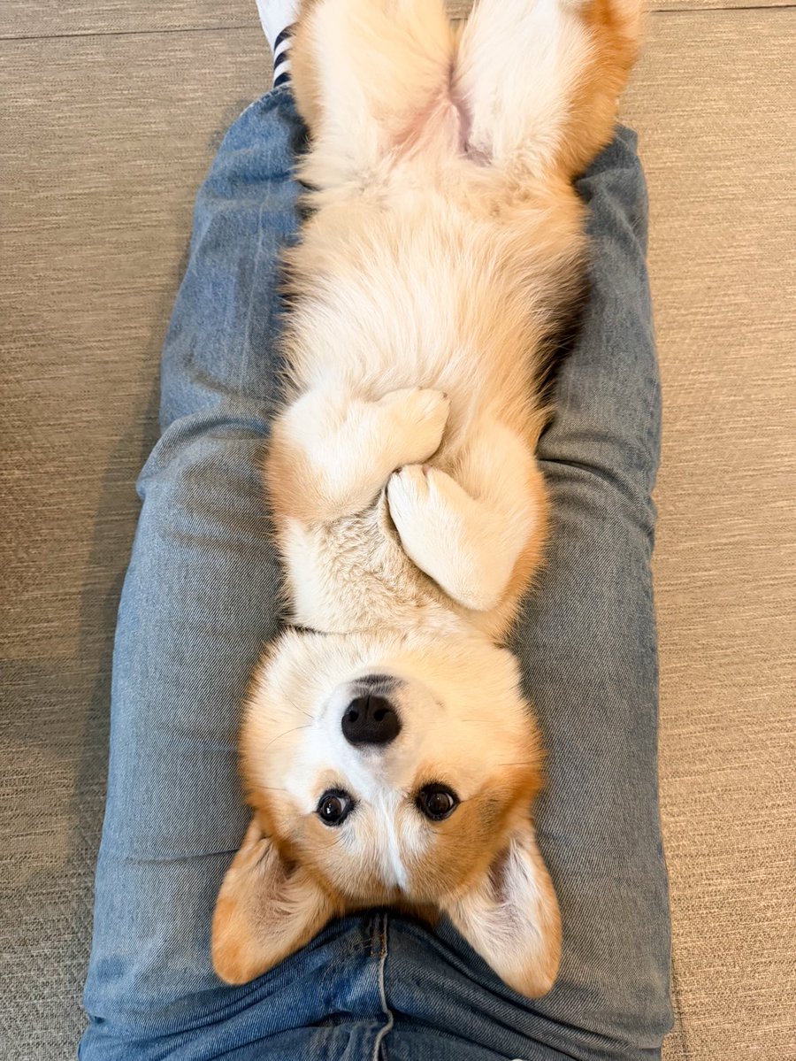 elmoelmodog tweet media