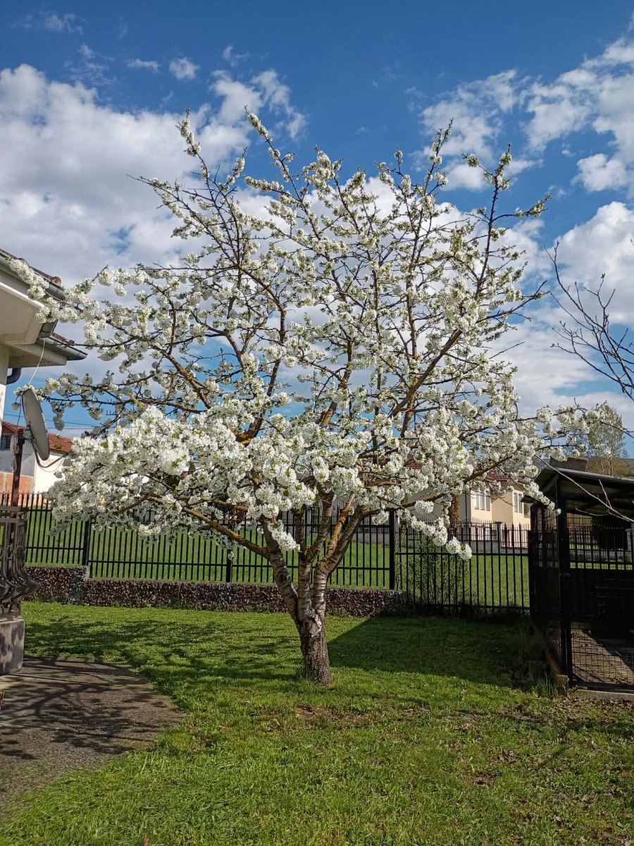 My Cherry Trees Blossomed in Kosovo 🇽🇰 🇦🇱 ❤️