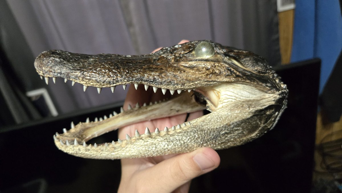 𝗔𝗧𝗢𝗠𝗜𝗖 𝗦𝗣𝗔𝗪𝗡 tweet media