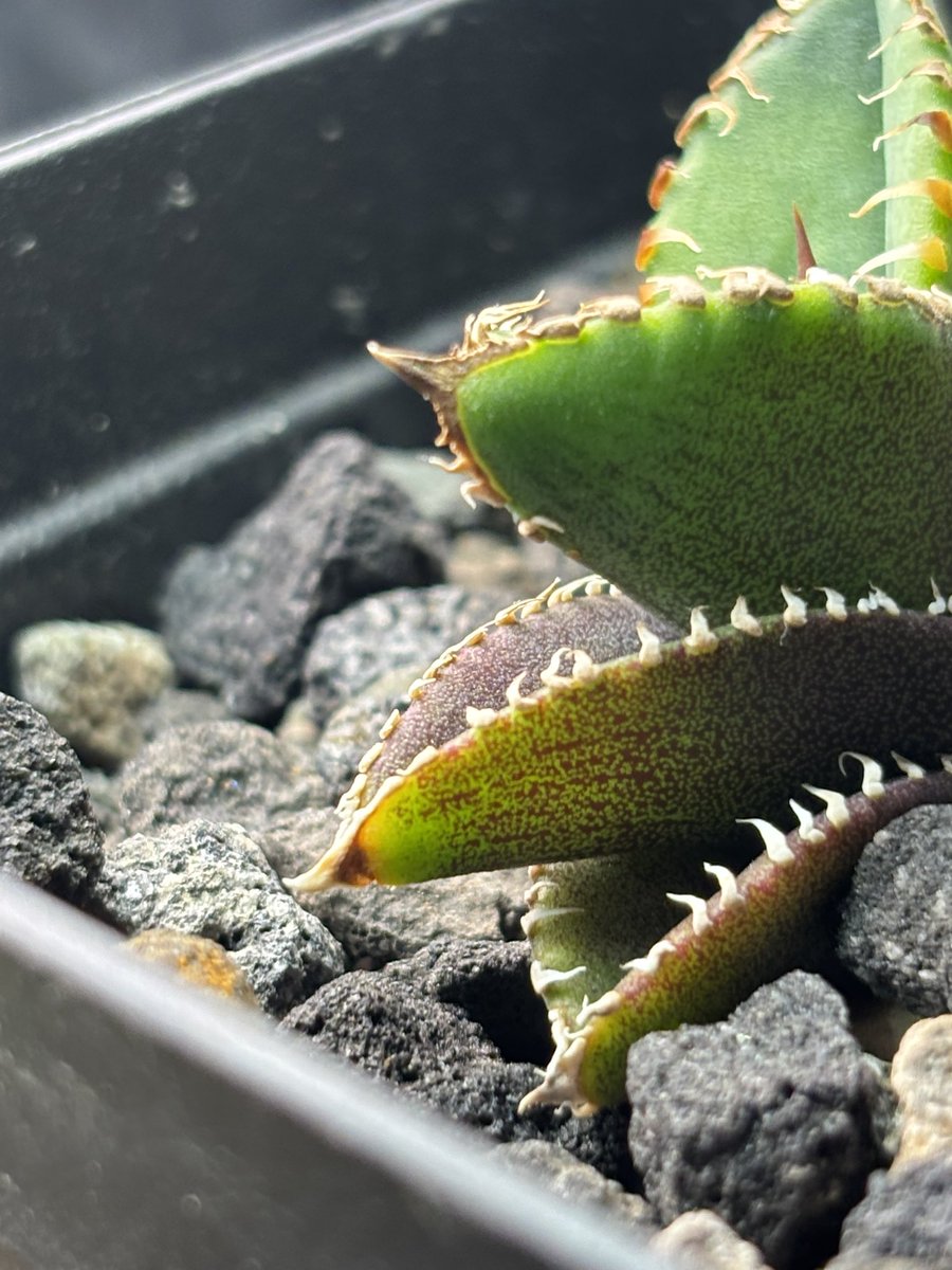 メダカのおっさん tweet media