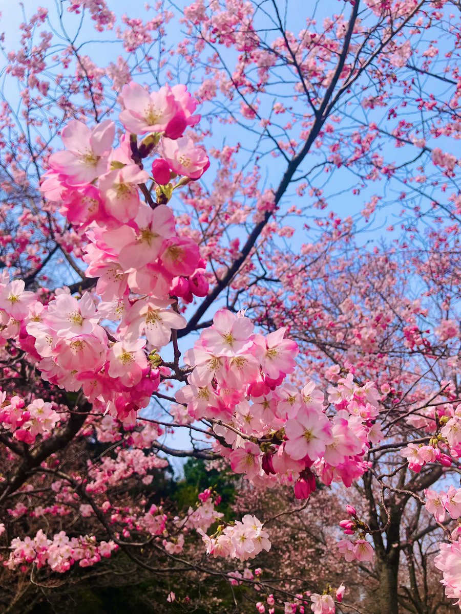 佐原詩音／Shion Sahara(コンサートプラン・クセジュ代表) tweet media