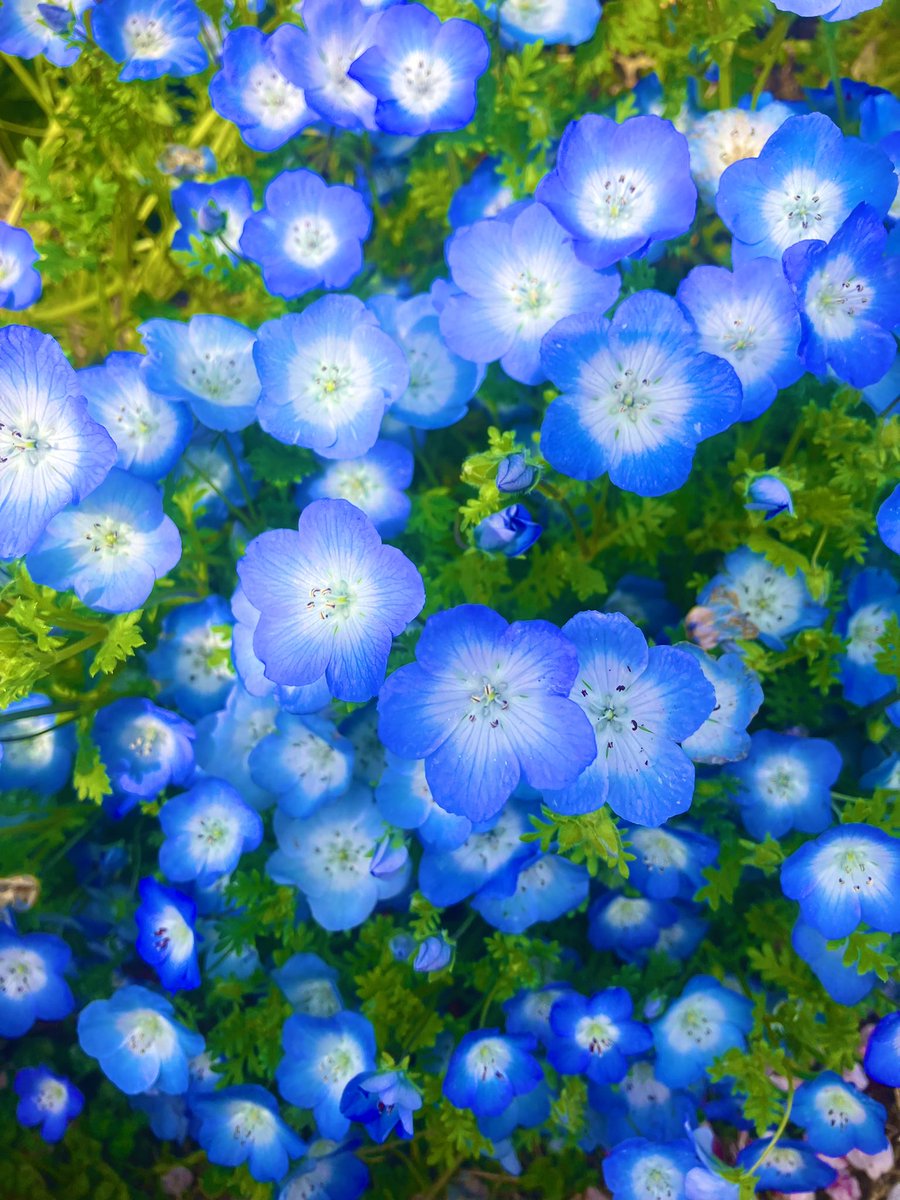 佐原詩音／Shion Sahara(コンサートプラン・クセジュ代表) tweet media